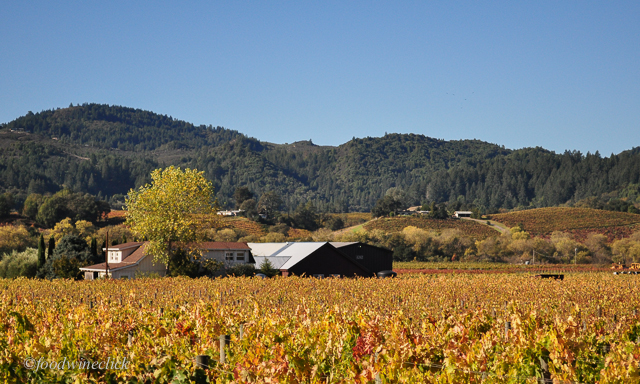 The winery is surrounded by some of the Unti Vineyards