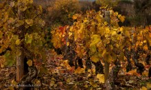 November vines in Pommard.
