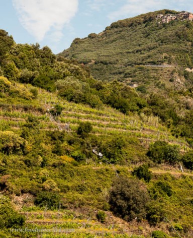 Mini-railways are the only way to get around the steep, terraced vineyards