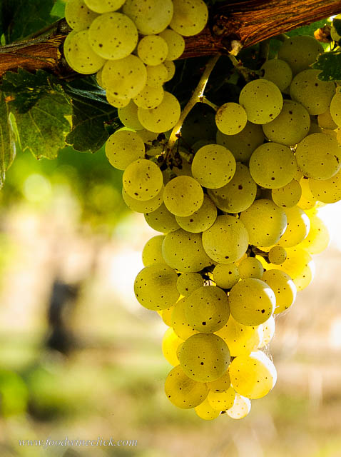 Kerner grapes at Mokelumne Glen Vineyards.