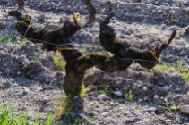 Sémillon grapevines in Sauternes: two arms with 2 branches per arm