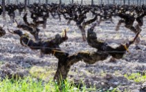 Sémillon vineyard in Sauternes