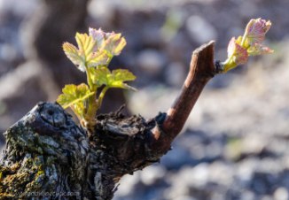 Bud break in a Sauternes vineyard