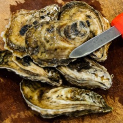 Misty point oysters from Virginia