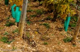 Clos des Lambrays Grand Cru Vineyard in Morey-Saint-Denis