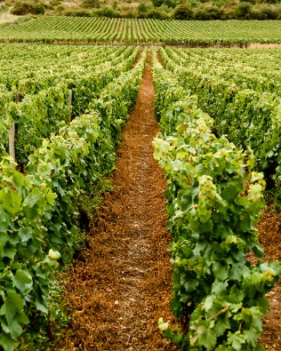 Which row would you prefer your wine to come from? The wine from these grapes is perfectly safe to drink by any health standard. Still, I'd rather the wine in my glass would come from the vines in the left photo.