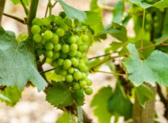 Healthy chardonnay grapes in July