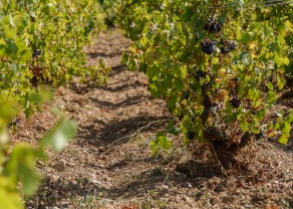 Bush trained vines at Domaine de la Bonne Tonne