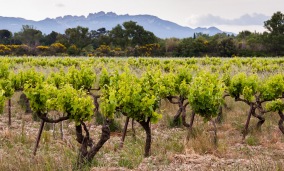 The mediterranean climate (little rain during the growing season) is a benefit for organic and biodynamic viticulture