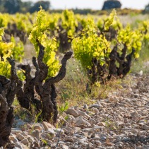 The Southern Rhône is famous for its' galets (rounded river rock) soils