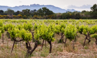 Domaine Rouge Bleu vineyard with the Dentelles des Montmirail in the background